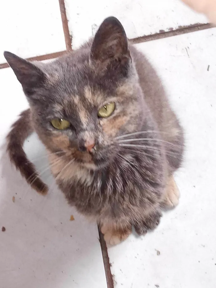 Gato ra a SRD-ViraLata idade 7 a 11 meses nome PITCHULA