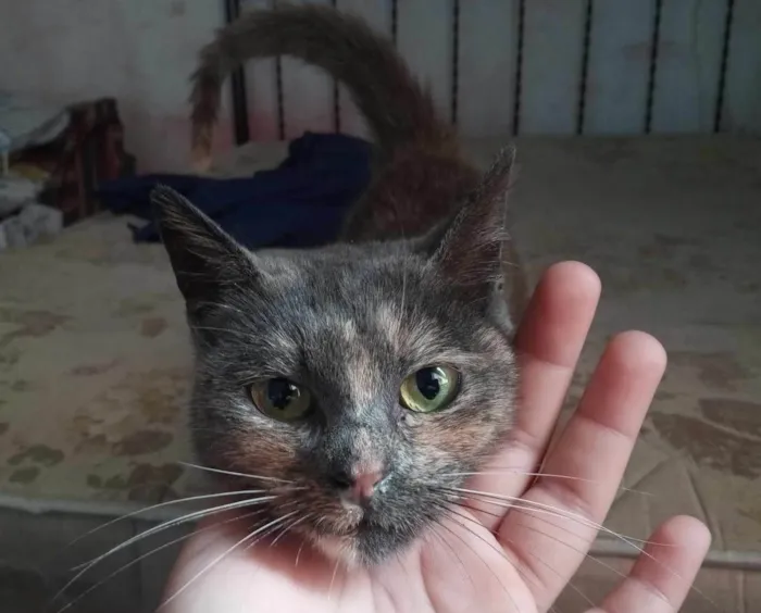 Gato ra a SRD-ViraLata idade 7 a 11 meses nome PITCHULA