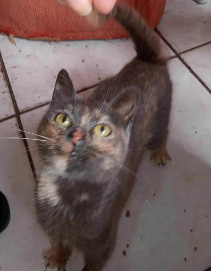 Gato ra a SRD-ViraLata idade 7 a 11 meses nome PITCHULA