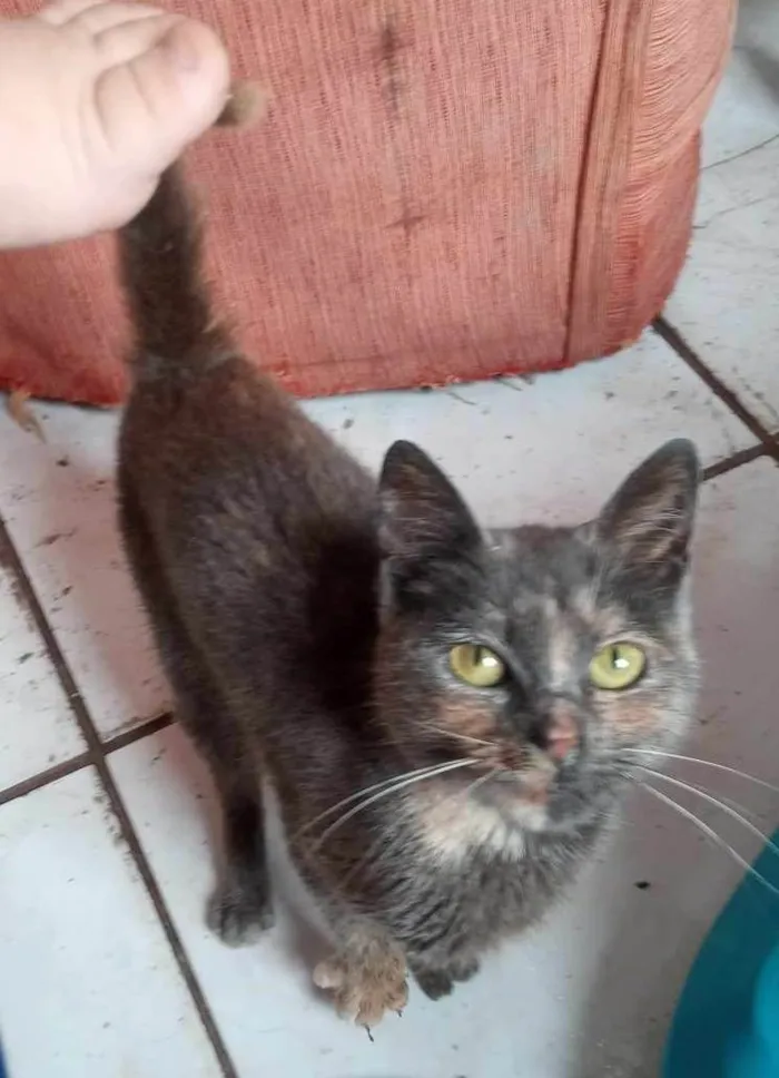 Gato ra a SRD-ViraLata idade 7 a 11 meses nome PITCHULA