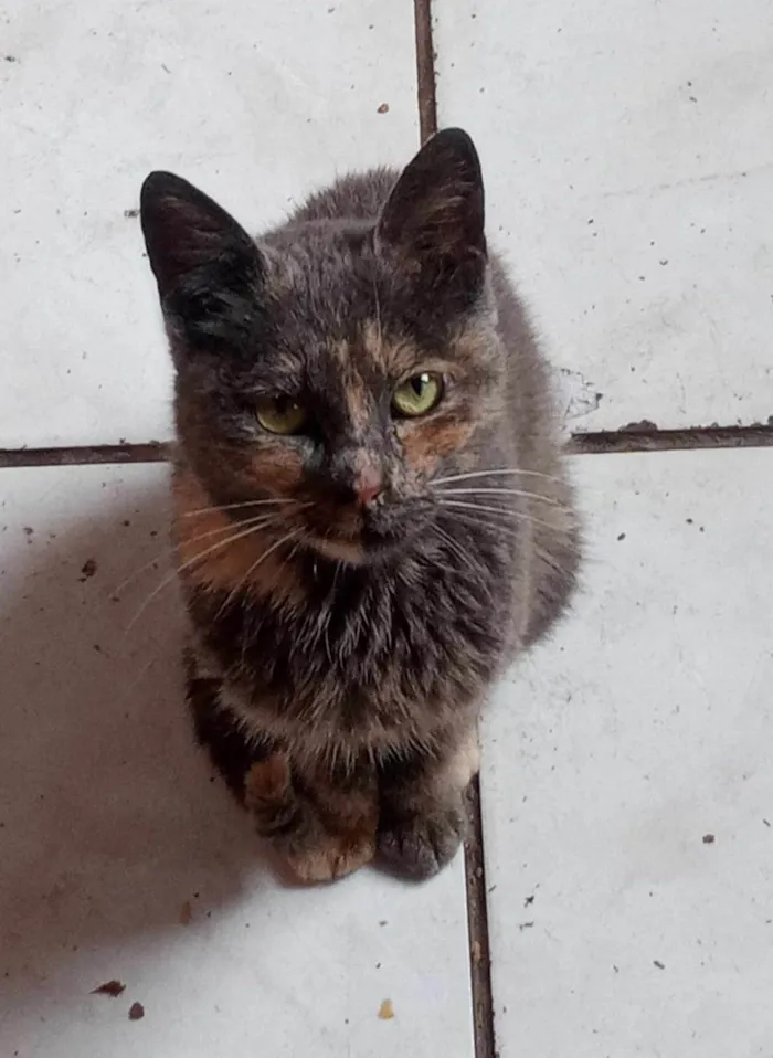 Gato ra a SRD-ViraLata idade 7 a 11 meses nome PITCHULA