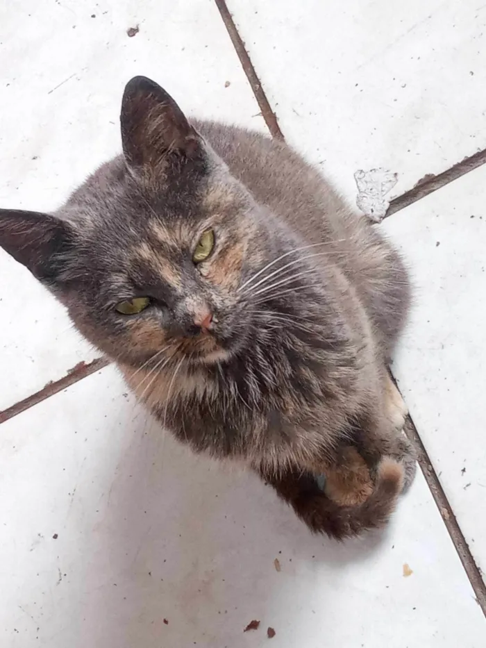 Gato ra a SRD-ViraLata idade 7 a 11 meses nome PITCHULA