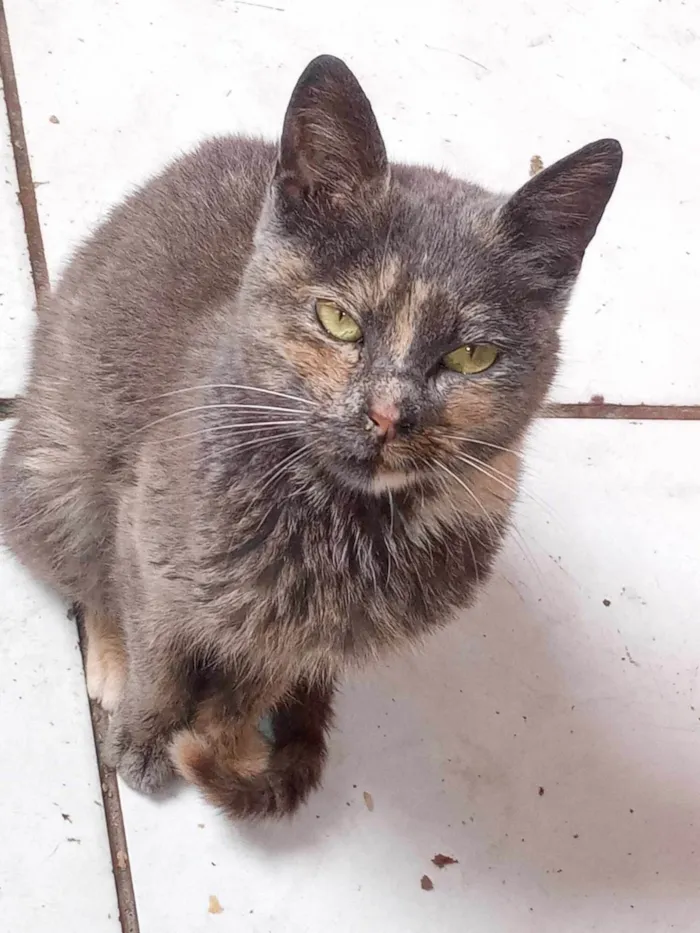 Gato ra a SRD-ViraLata idade 7 a 11 meses nome PITCHULA