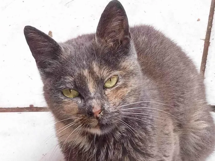 Gato ra a SRD-ViraLata idade 7 a 11 meses nome PITCHULA