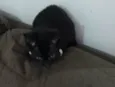 Não tem