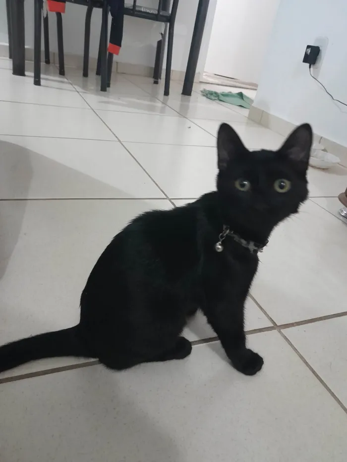 Gato ra a Srd- viralata idade 2 a 6 meses nome Não tem