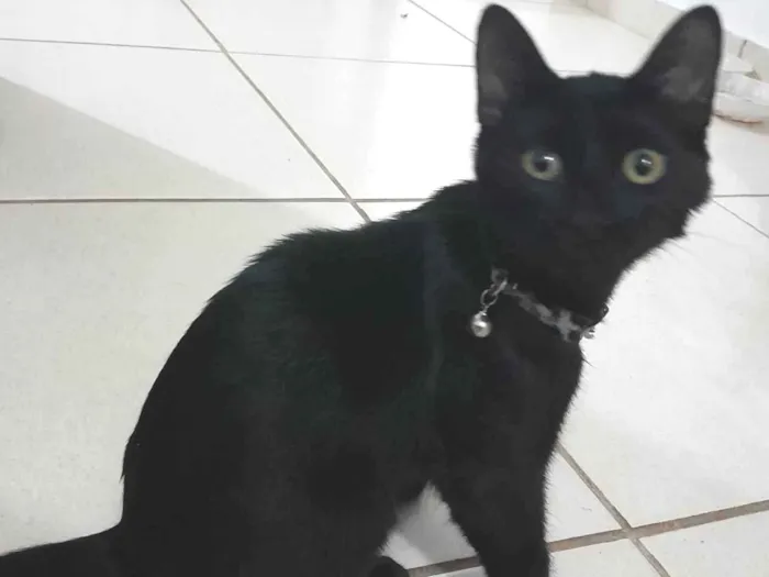 Gato ra a Srd- viralata idade 2 a 6 meses nome Não tem