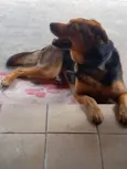 LAILA