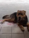 LAILA