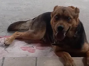 Cachorro raça Pastor alemão com vira lata idade 3 anos nome LAILA 