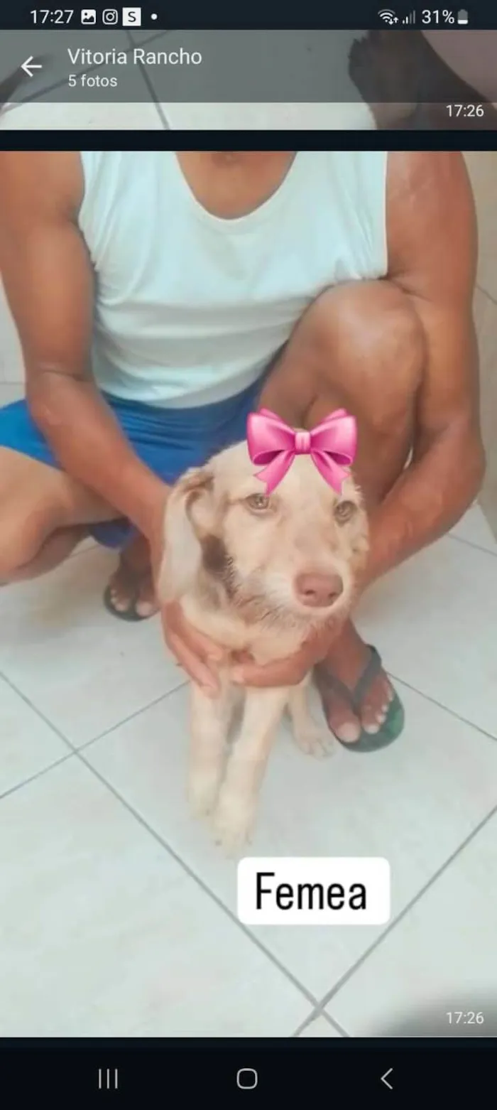 Cachorro ra a SRD-ViraLata idade 2 a 6 meses nome Tamara & Tamires