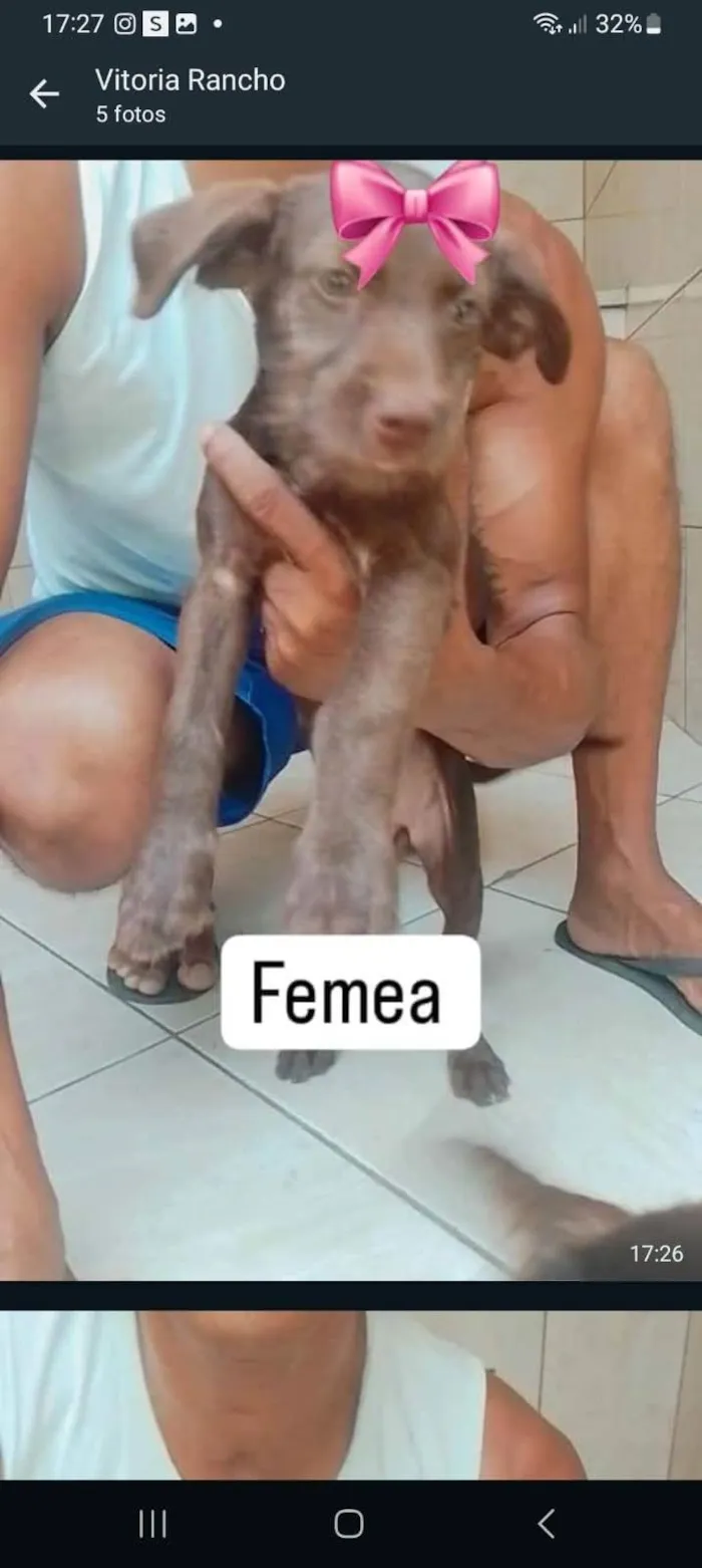 Cachorro ra a SRD-ViraLata idade 2 a 6 meses nome Tamara & Tamires