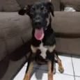 Tadeu