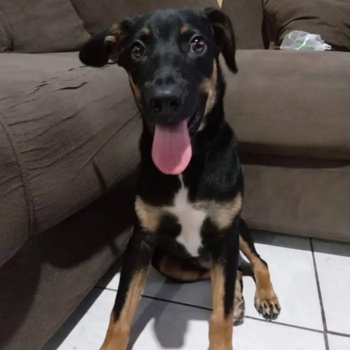 Cachorro ra a SRD-ViraLata idade 2 a 6 meses nome Tadeu