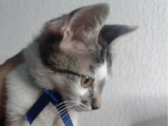 Gato ra a SRD-ViraLata idade 2 a 6 meses nome Loki