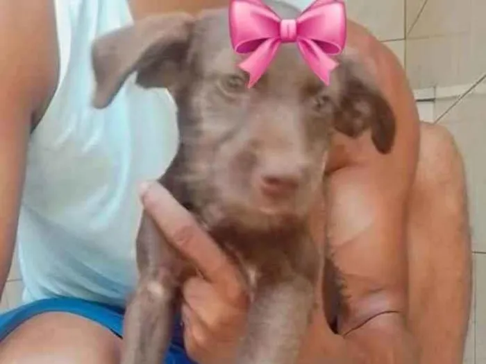 Cachorro ra a SRD-ViraLata idade 2 a 6 meses nome Tamara & Tamires