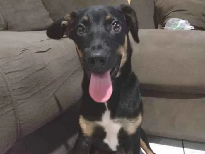 Cachorro ra a SRD-ViraLata idade 2 a 6 meses nome Tadeu