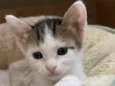 Babalu