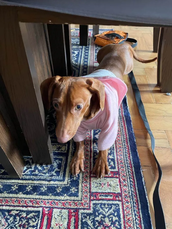 Cachorro ra a Dachshund idade 1 ano nome Brigite