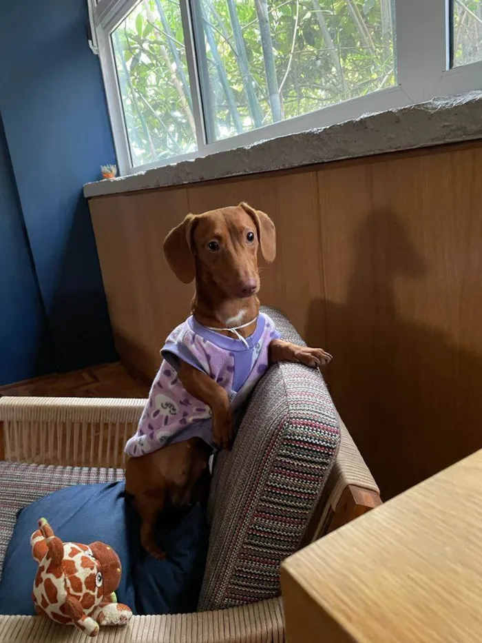 Cachorro ra a Dachshund idade 1 ano nome Brigite