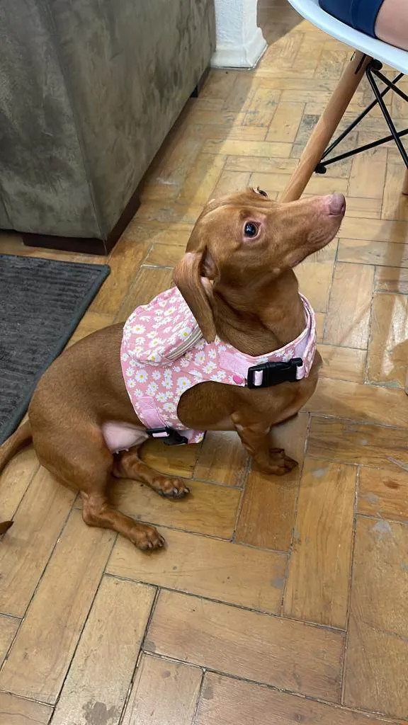 Cachorro ra a Dachshund idade 1 ano nome Brigite