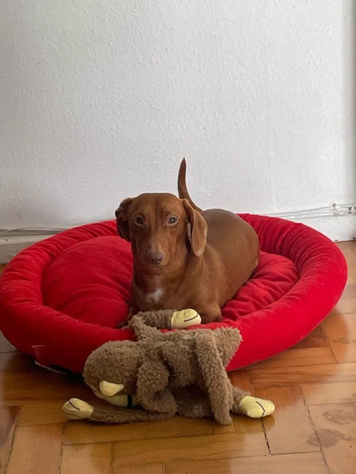 Cachorro ra a Dachshund idade 1 ano nome Brigite