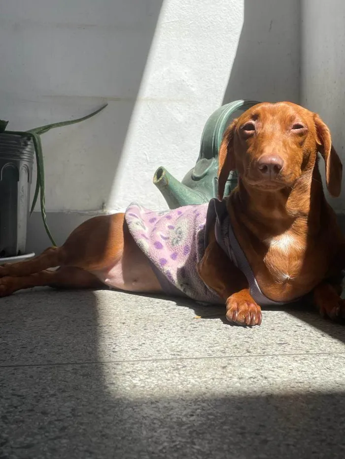 Cachorro ra a Dachshund idade 1 ano nome Brigite