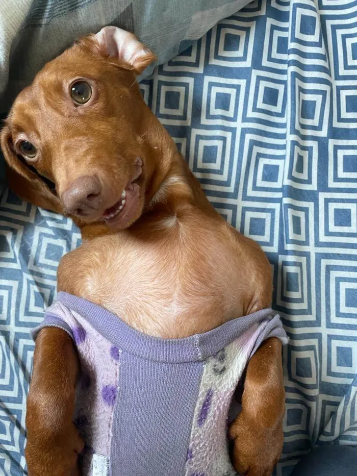 Cachorro ra a Dachshund idade 1 ano nome Brigite