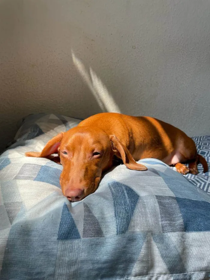 Cachorro ra a Dachshund idade 1 ano nome Brigite