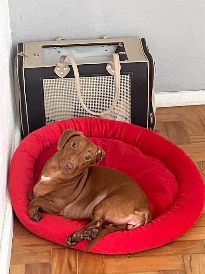 Cachorro ra a Dachshund idade 1 ano nome Brigite