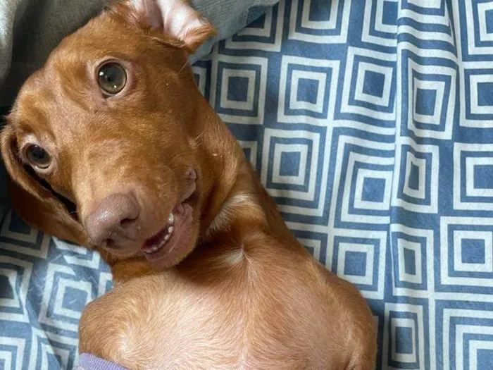 Cachorro ra a Dachshund idade 1 ano nome Brigite