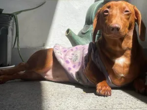 Cachorro raça Dachshund idade 1 ano nome Brigite