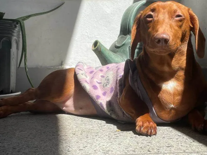 Cachorro ra a Dachshund idade 1 ano nome Brigite