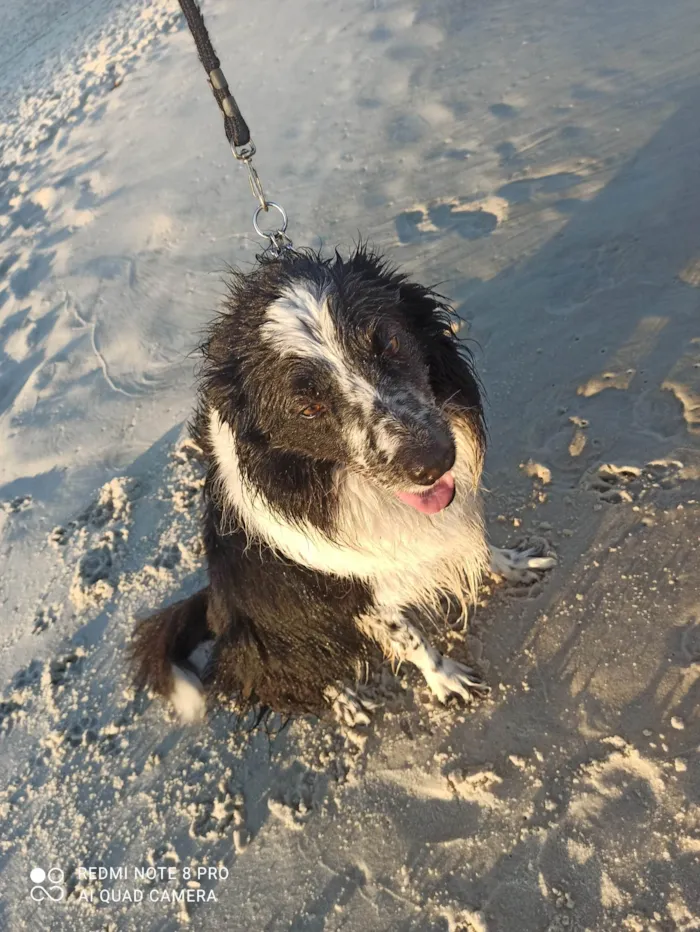 Cachorro ra a Border Collie  idade 6 ou mais anos nome Pretinho 