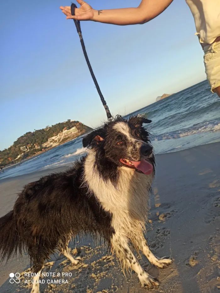 Cachorro ra a Border Collie  idade 6 ou mais anos nome Pretinho 