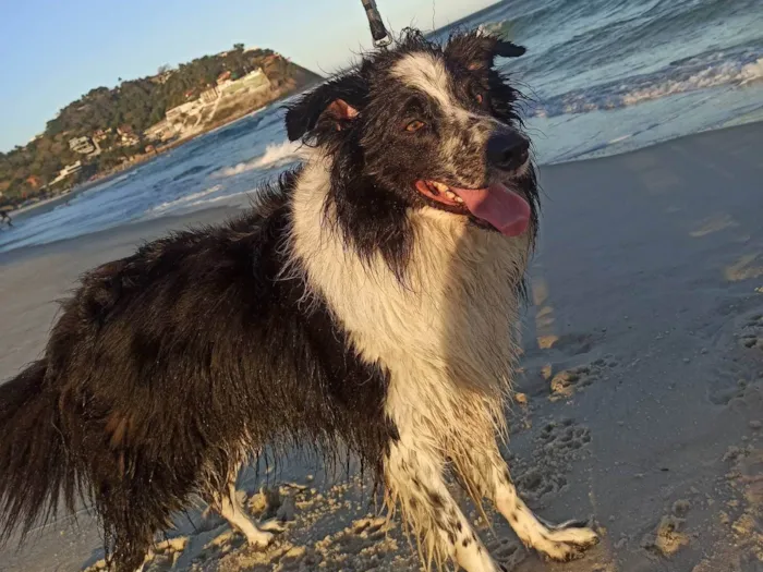 Cachorro ra a Border Collie  idade 6 ou mais anos nome Pretinho 