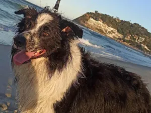 Cachorro raça Border Collie  idade 6 ou mais anos nome Pretinho 