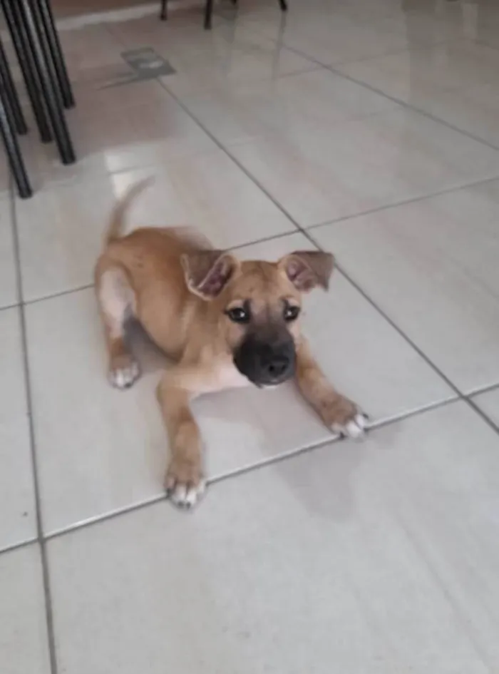 Cachorro ra a Sem raça definida idade 2 a 6 meses nome Sem nome.