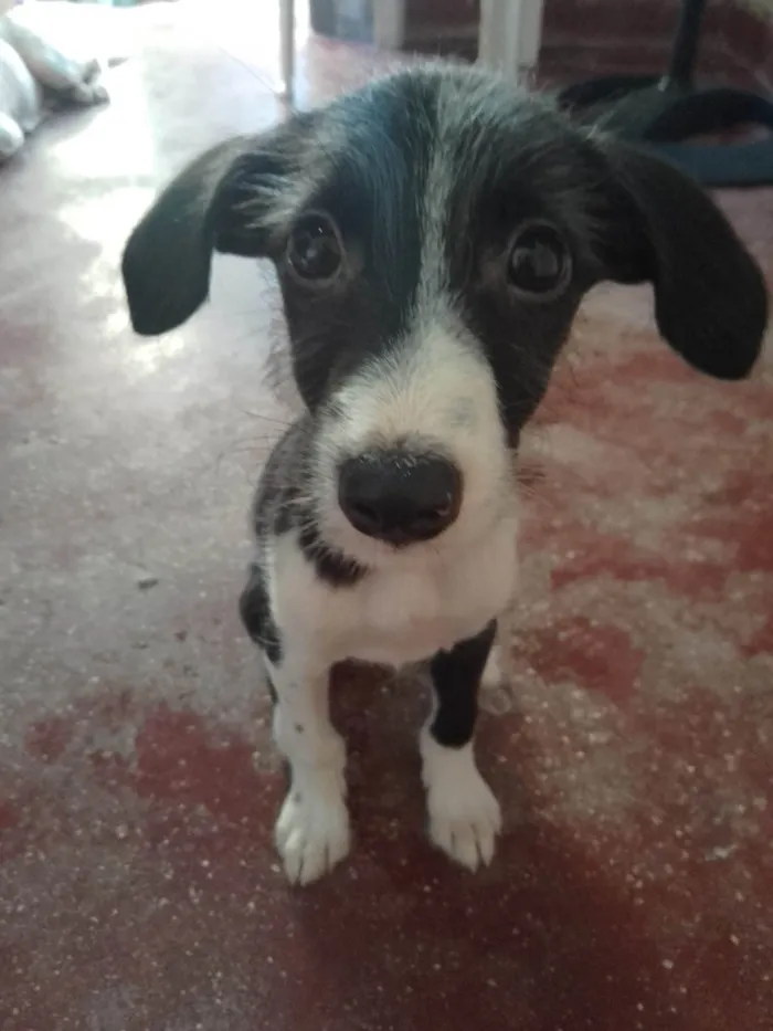 Cachorro ra a Poodle com vira- lata. idade 2 a 6 meses nome Tom