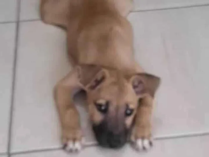 Cachorro ra a Sem raça definida idade 2 a 6 meses nome Sem nome.