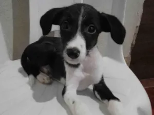 Cachorro raça Poodle com vira- lata. idade 2 a 6 meses nome Tom