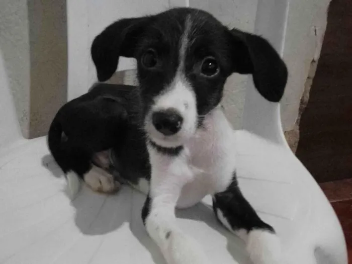 Cachorro ra a Poodle com vira- lata. idade 2 a 6 meses nome Tom