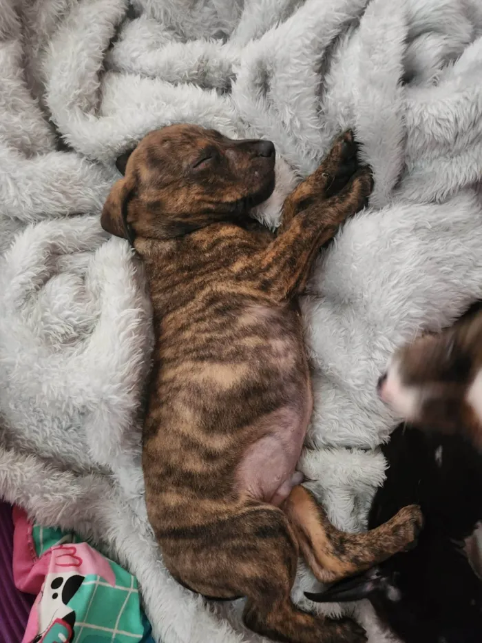 Cachorro ra a SRD-ViraLata idade 2 a 6 meses nome Bebê 