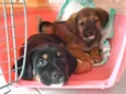 Snoopy e Yoshi 