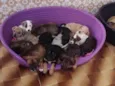 Bebês 