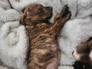 Cachorro raça SRD-ViraLata idade 2 a 6 meses nome Bebê 