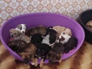 Cachorro raça SRD-ViraLata idade 2 a 6 meses nome Bebês 