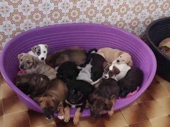 Cachorro ra a SRD-ViraLata idade 2 a 6 meses nome Bebês 
