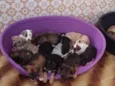Bebês