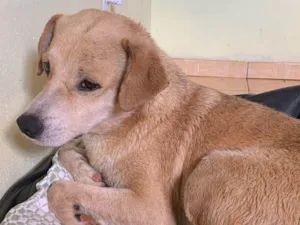 Cachorro raça SRD-ViraLata idade 2 anos nome Leonardo